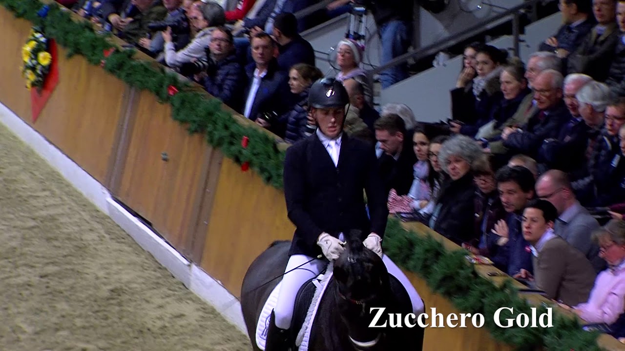 Zuchero Gold Vechta Hengstkollektion 2019