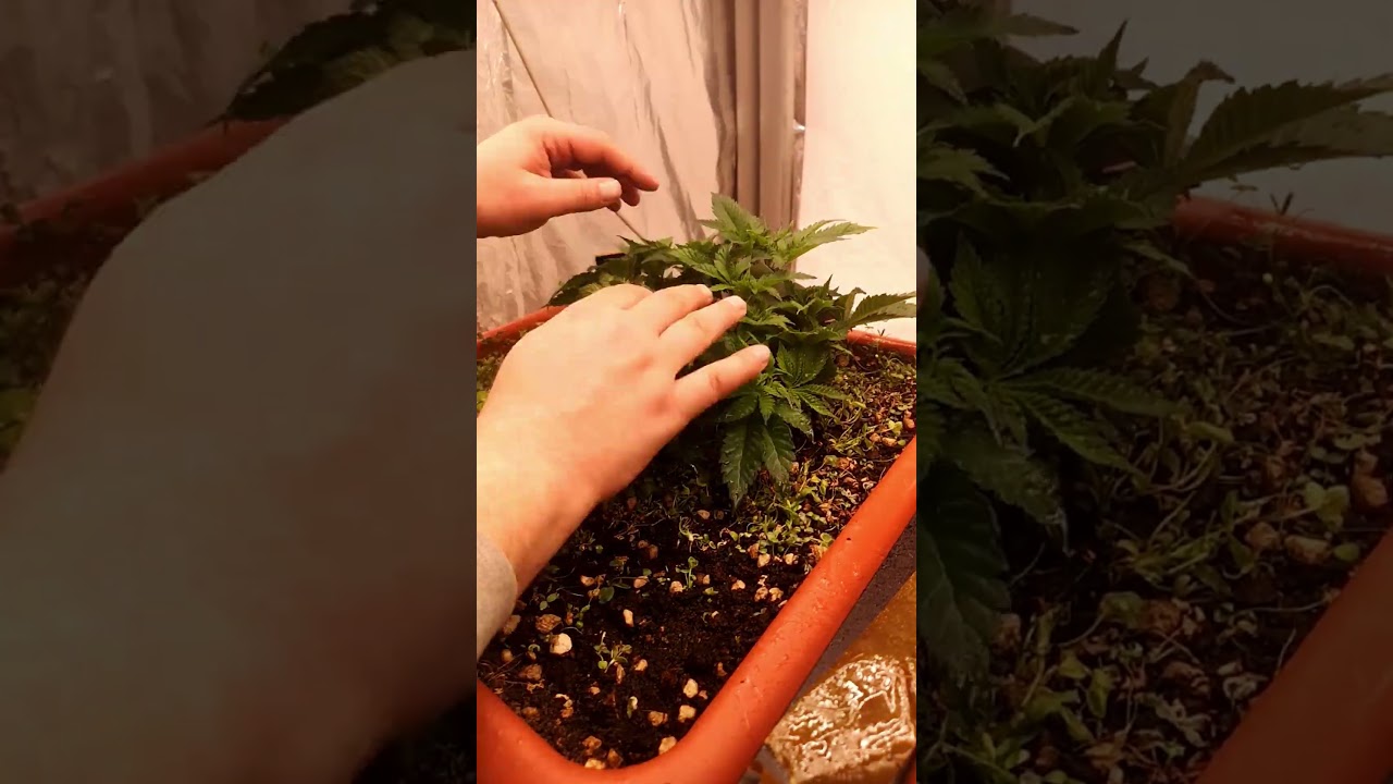 Hanni&rsquo;s Day 50 LST in Time-Lapse! Canna Training-Camp 2025