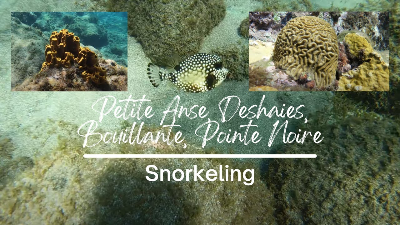 Guadeloupe 4k Snorkeling à la Plage de Petite Anse, Deshaies, Bouillante, Pointe Noire