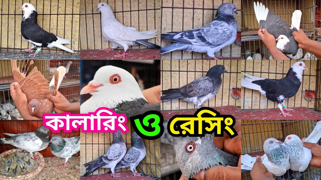 লাল মুসলদম,কালদম,গররা,সিলভার,বেজি,সুন্দরী, আর্মি,বাঘা, খাকি, সাফচিলা ও হাইফ্লাইয়ার কবুতর কিনুন। 