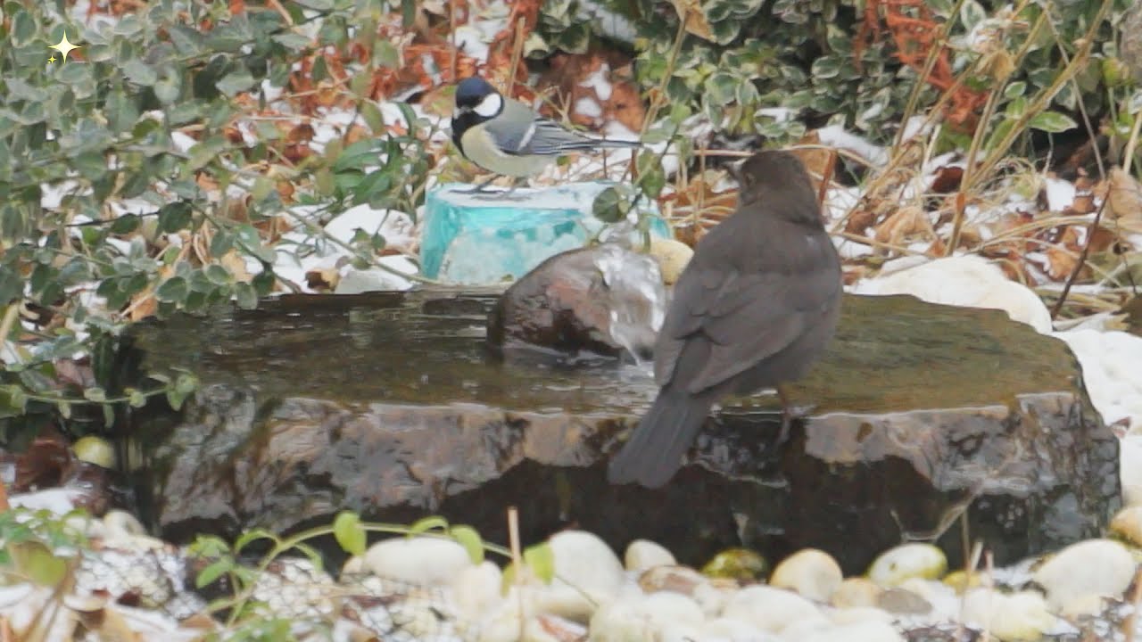Vogelbad 01 2026