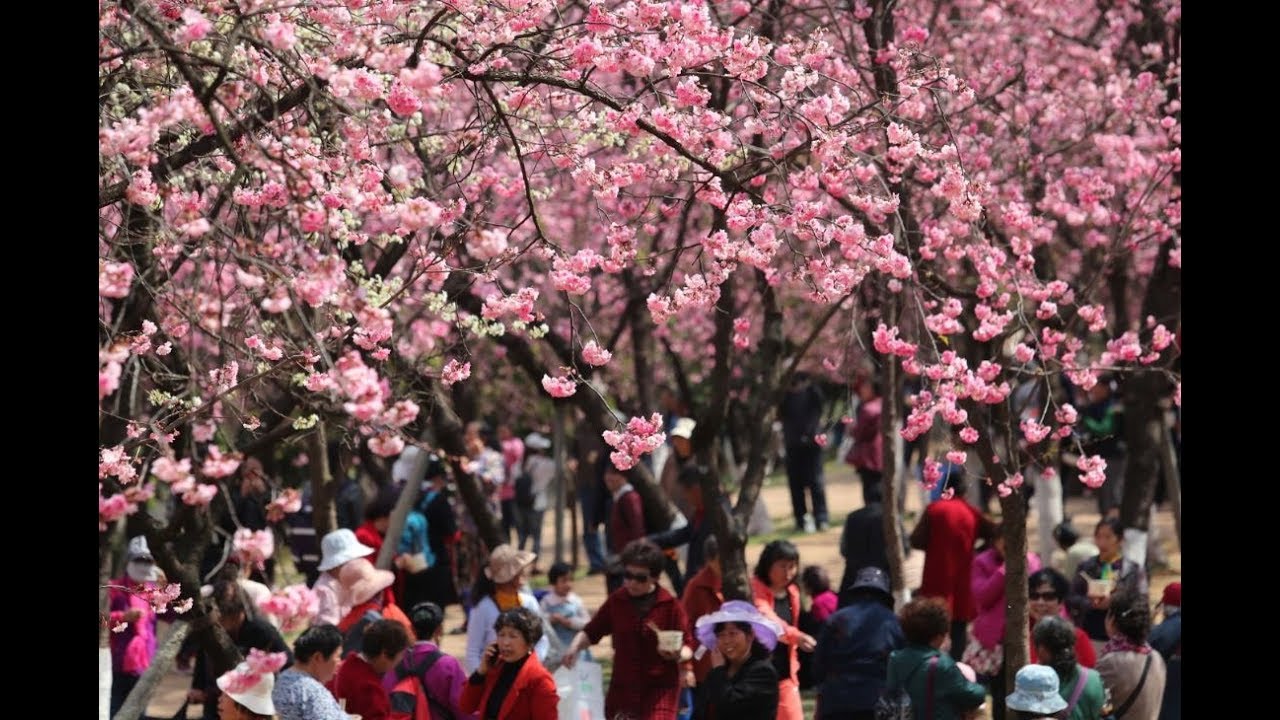 Tourisme floral en Chine