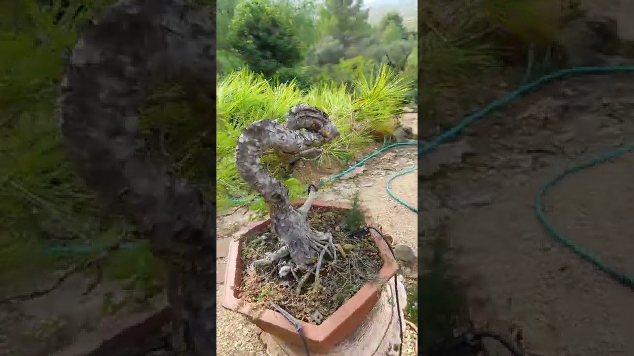 yamadori Pinus halepensis kengai