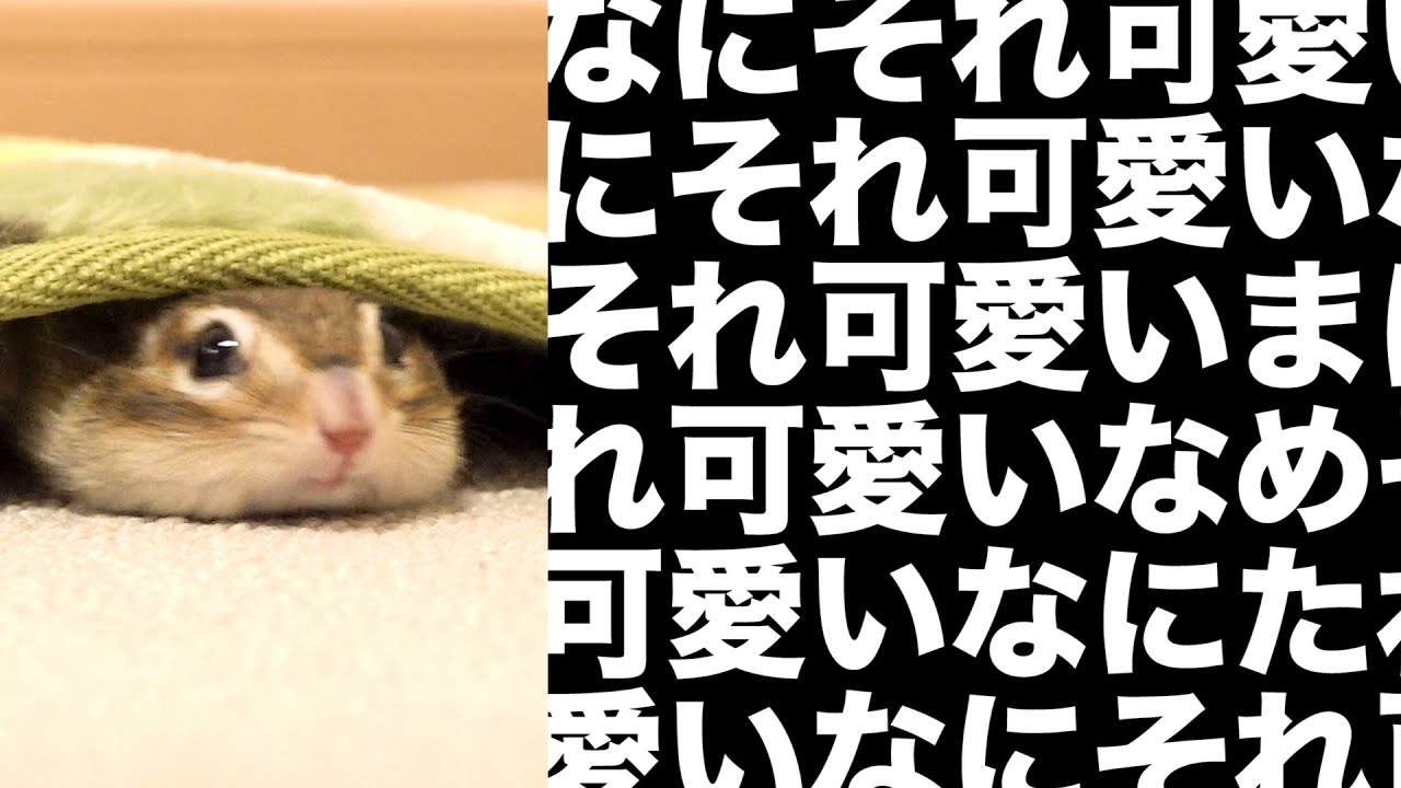 潜るシマリスを見て嫌なこと全部忘れていかない？