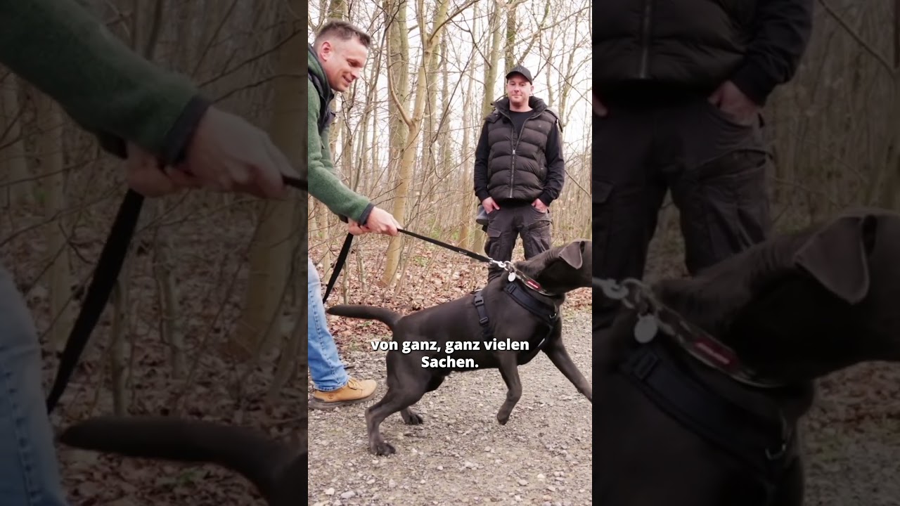Das hat NICHTS mit Leinenführigkeit zutun!