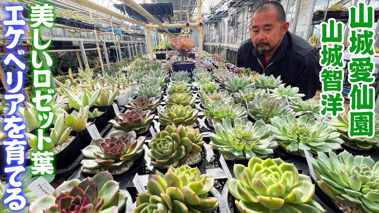 【山城愛仙園】『エケベリア』は重なり合う美しいロゼット葉が魅力の多肉植物【代表 山城智洋】