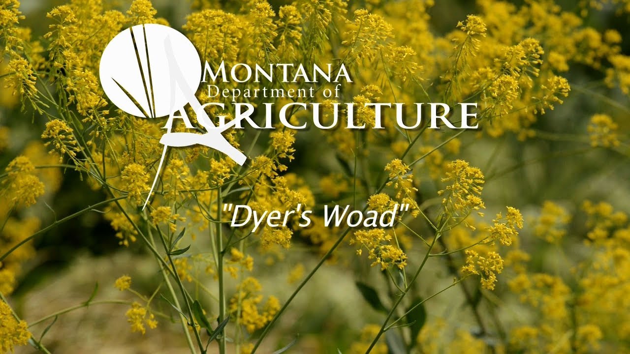 Noxious Weed Video; Vol 3, 9 Dyer's Woad