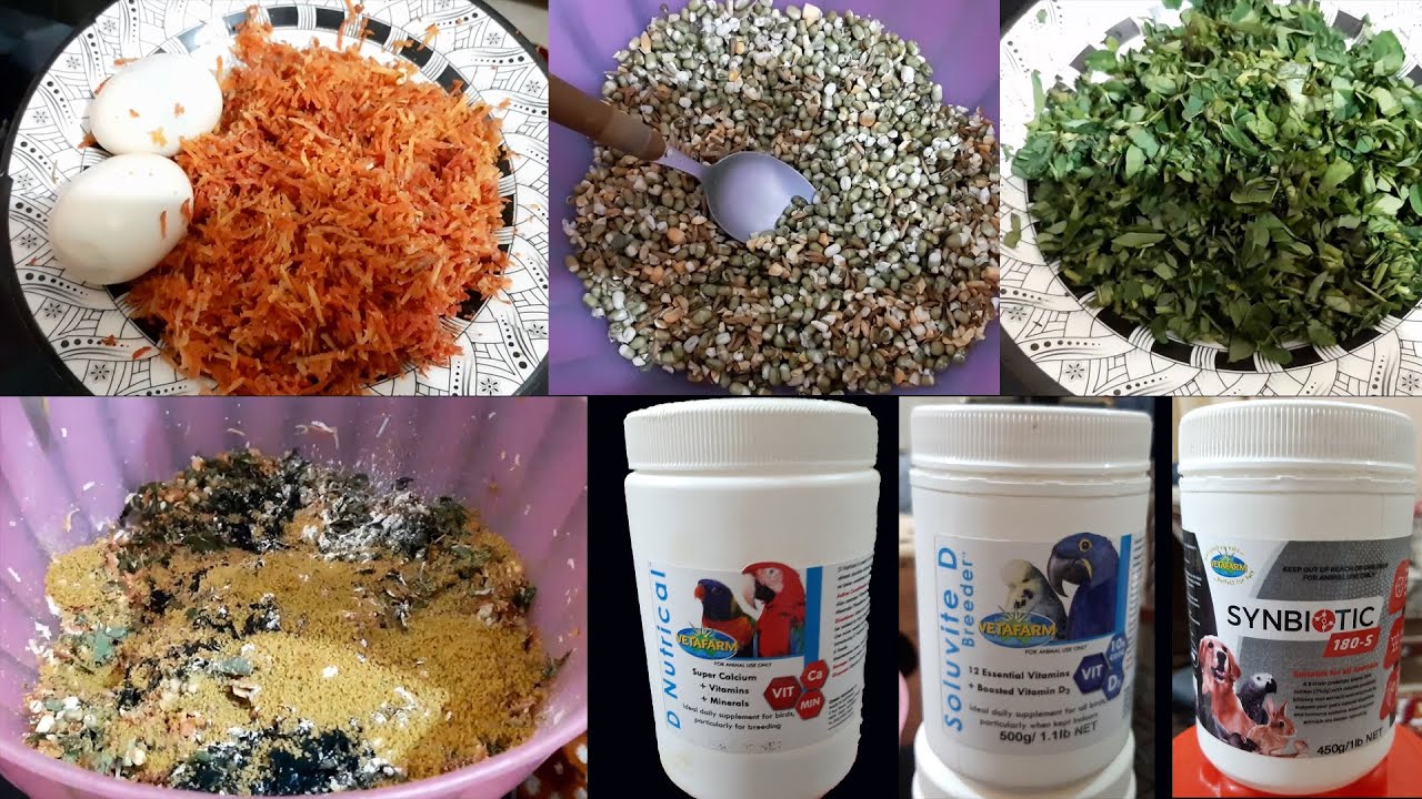 Most Necessary Love Birds Soft Food