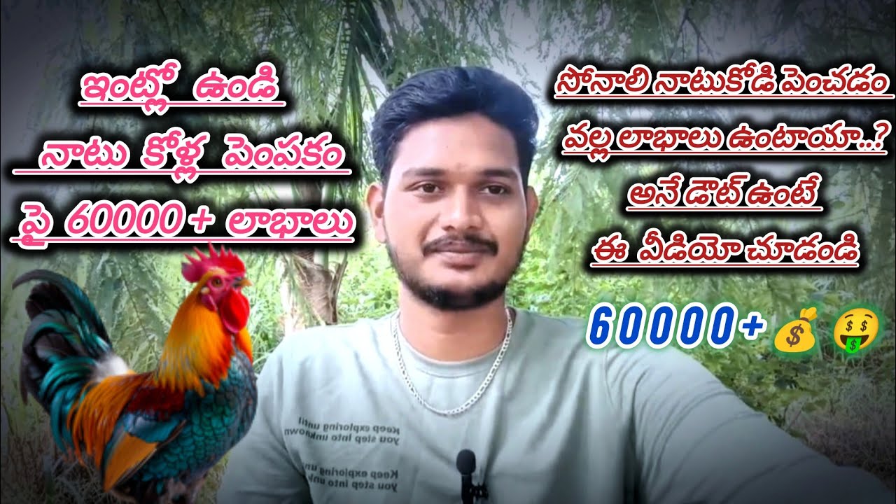 ఇంట్లో ఉండే 1000 సోనాలి కోడి పిల్లలతో 60000 + ఎలా సంపాదించాలో మీకు తెలుసా..?