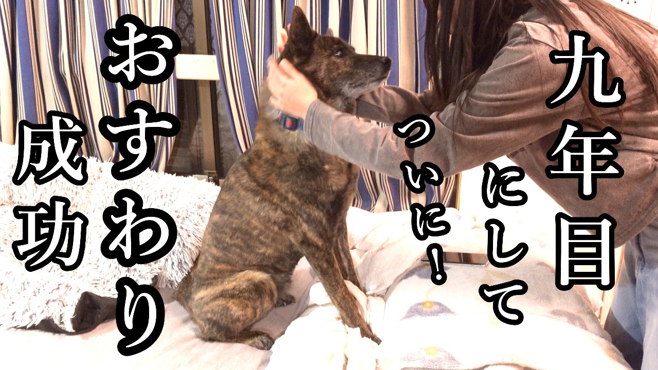 認めた者以外の命令は聞かない甲斐犬が九年目にしてようやく娘の命令をききました　#甲斐犬 #柴犬 #犬のいる生活