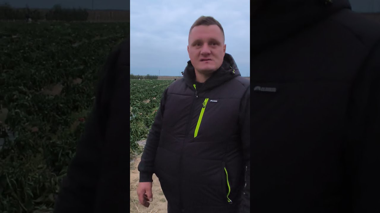 Rolnik spod Sandomierza oddaje za darmo paprykę. Dlaczego zdecydował się na taki krok?