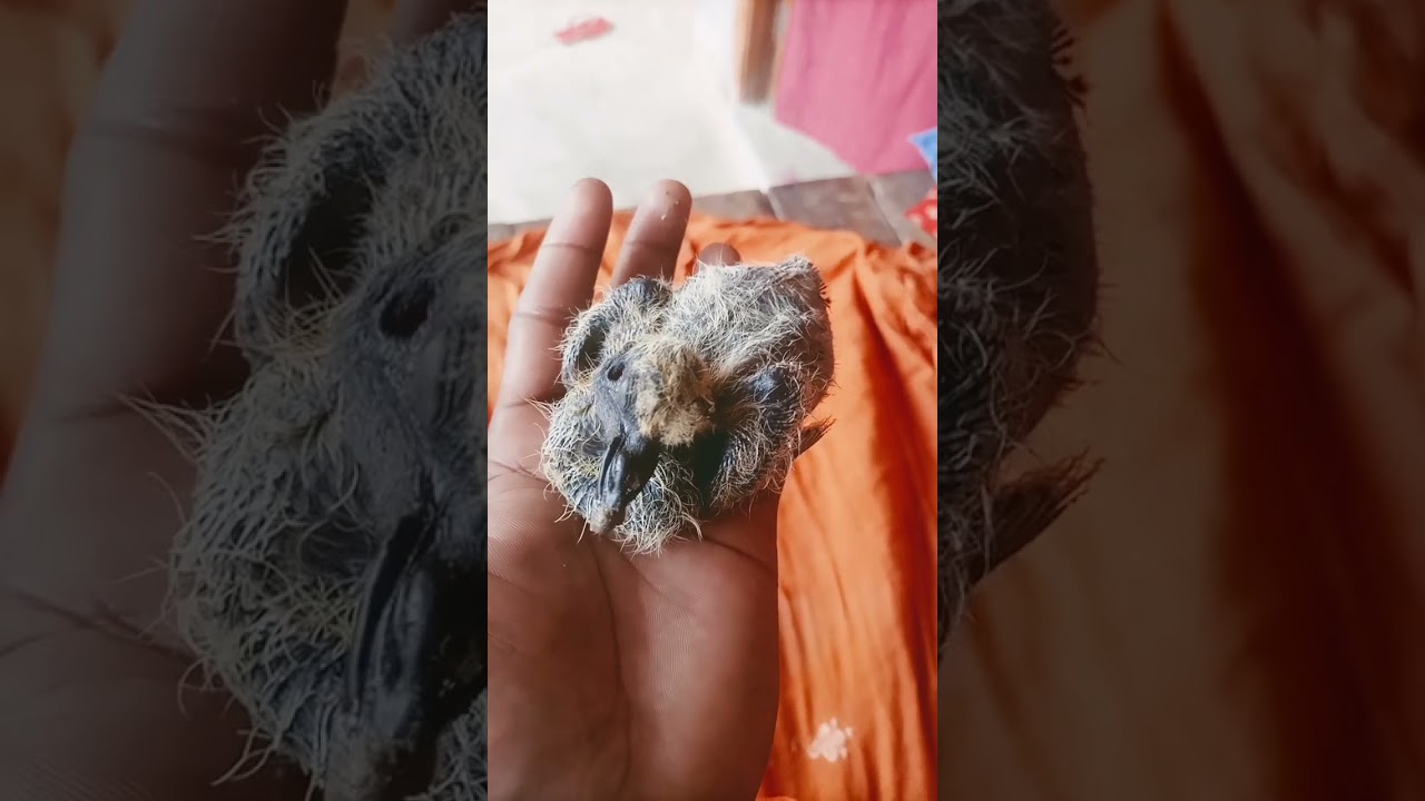 #mar Gaya #pigeon #kabootar#shortvideo