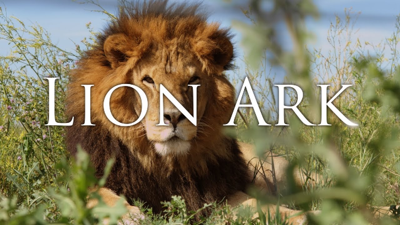 LION ARK full feature (3840 x 2160  24Mbps)