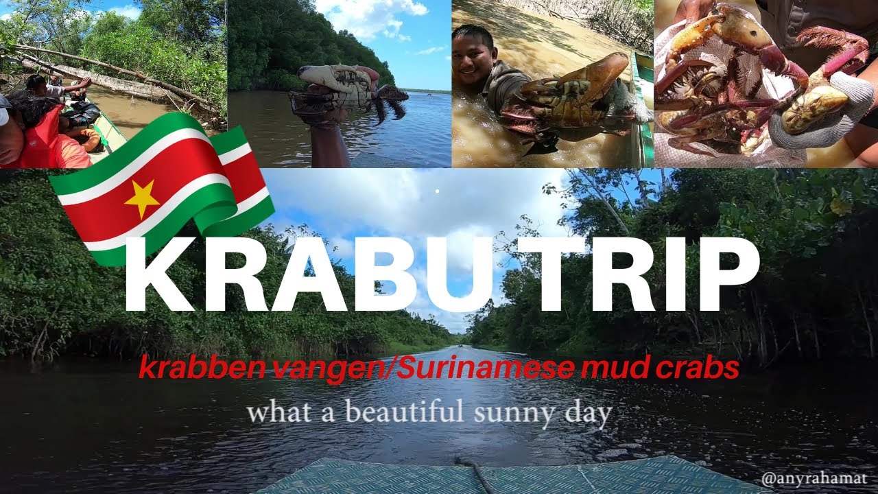 🦀KRABU TRIP/KRABBEN VANGEN/SURINAME MUD CRAB 🦀| Commewijne | anyrahamat