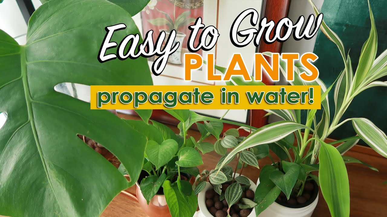 PLANTS THAT CAN BE PROPAGATED IN WATER!
