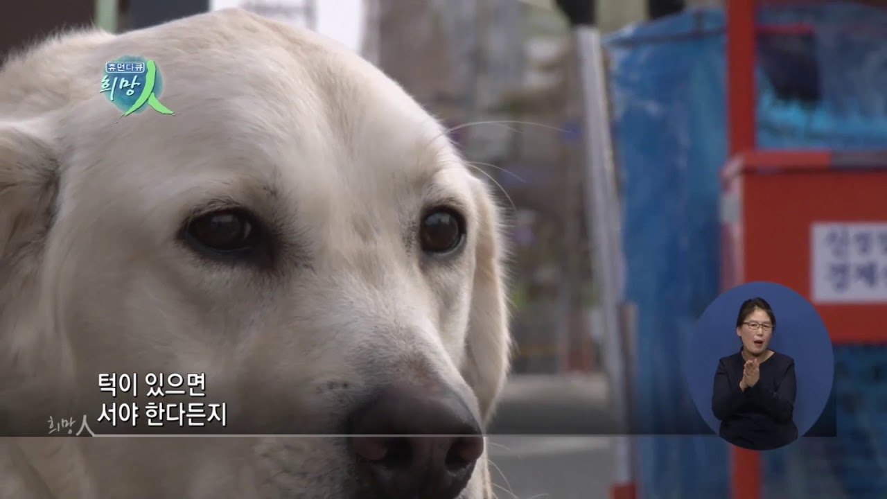 휴먼다큐희망인 72회 언제나 함께하는 친구 장애인 도우미견 1월 22일(월)