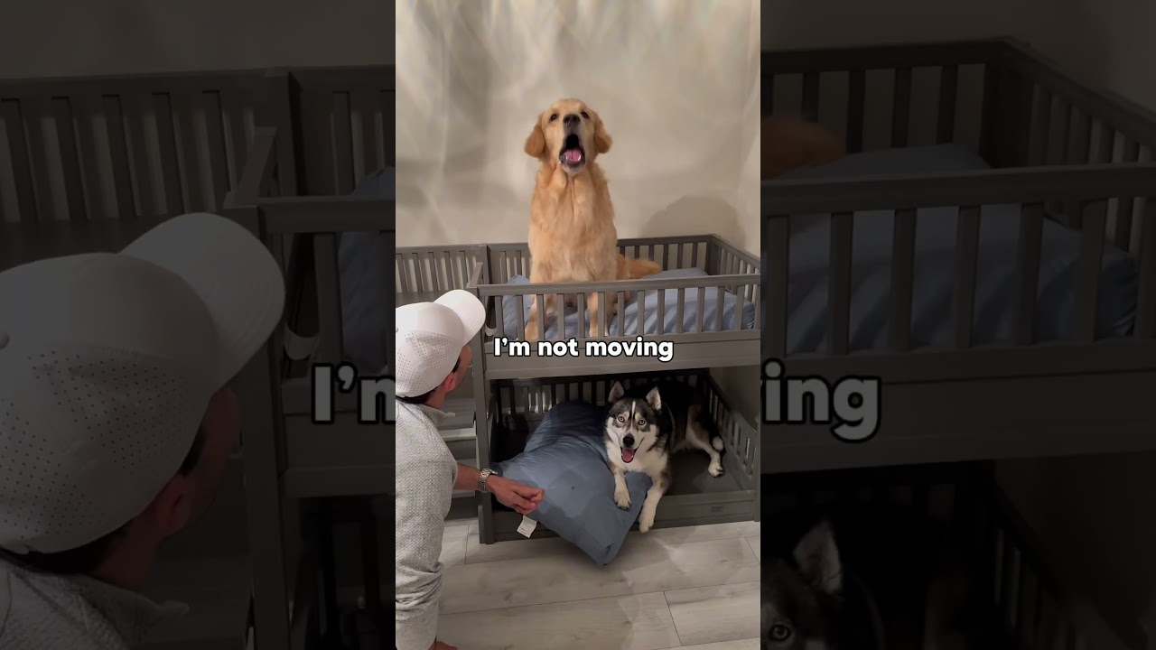 My dogs argue over their new bunk bed! #dogsofyoutube #dog #dogs #husky #goldenretreiver #puppy