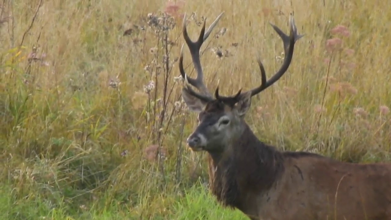 Rykowisko 2020 wieczorne granie.