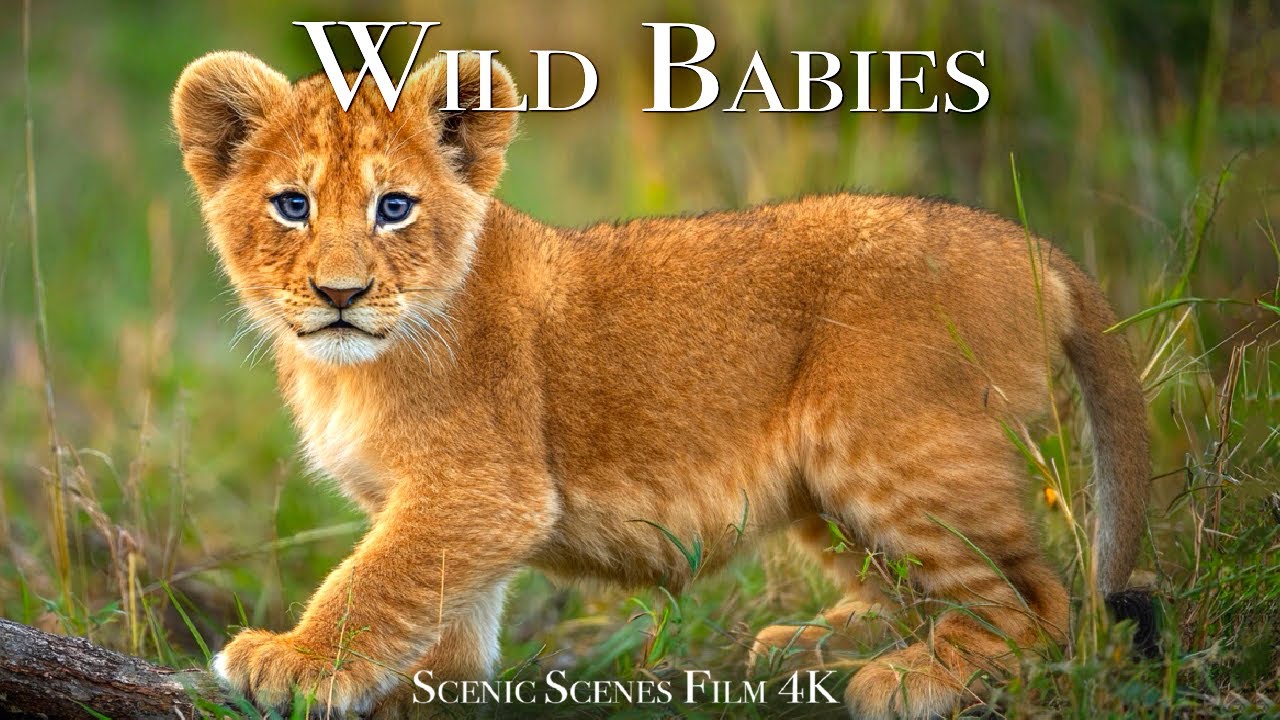 Wild Babies 4K - Amazing World Of Young Animals | Baby Animals | Scenic Relaxation Film