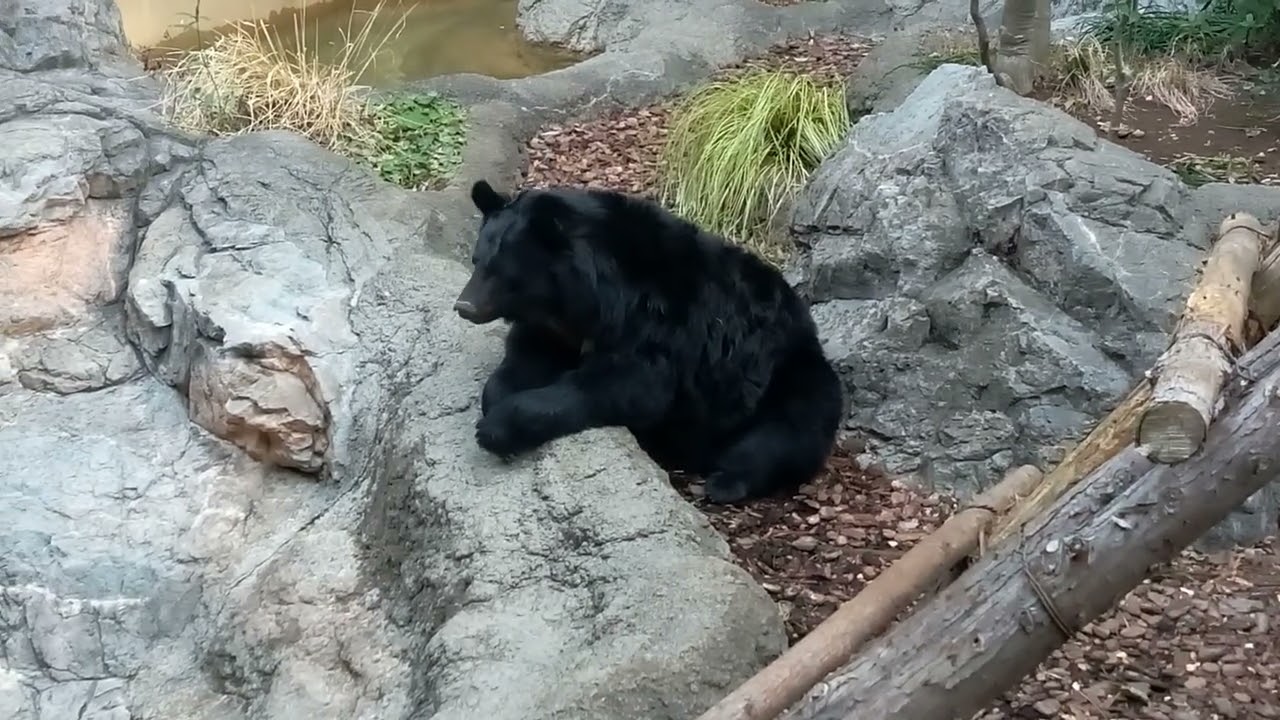 東京、上野動物園（皆さ～ん、ちょっと遅れて、明け御目～！）で御座います。御手々を前に軽～く置いてと！さーて！新年のご挨拶、ご挨拶？今年もクマさんを、宜しくお願いしまーす。