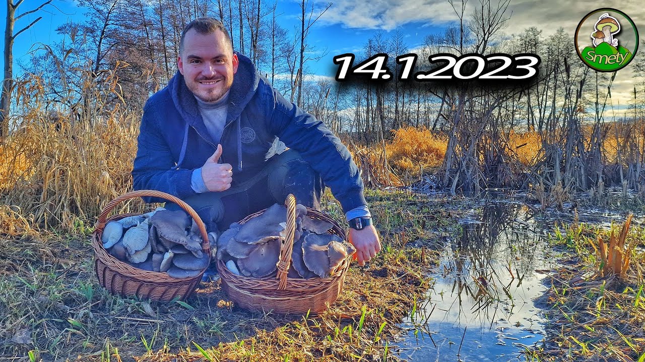Hubárčenie na Záhorí * HLIVOVÉ KRÁĽOVSTVO * huby houby hríby grzyby 2023
