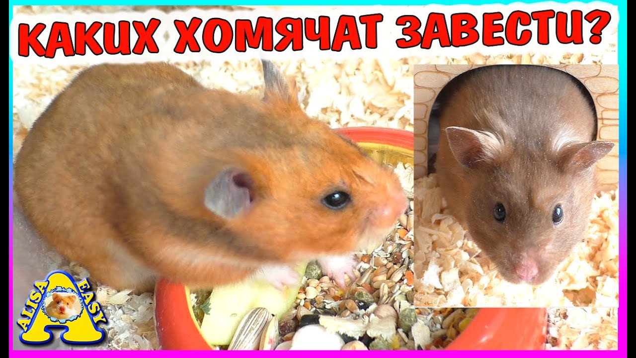 Какие хомячат завести?  / Сирийские или кемпбелла / Alisa Easy Pets
