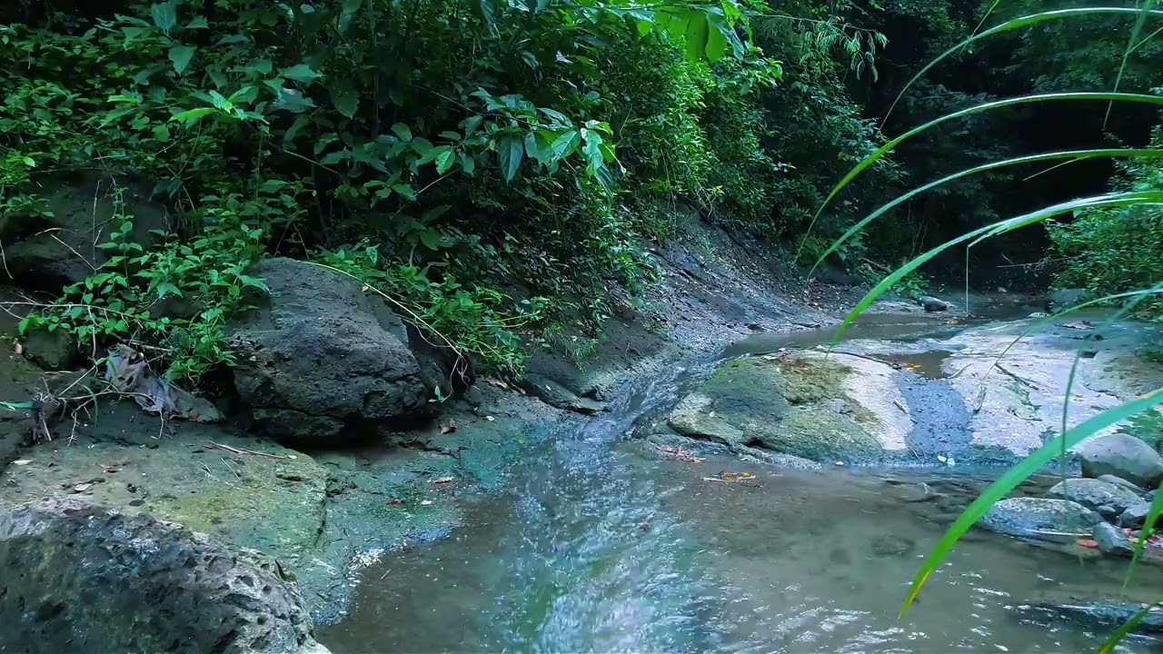 Calming Forest Creek Sounds for Deep Sleep & Stress Relief | Natural White Noise