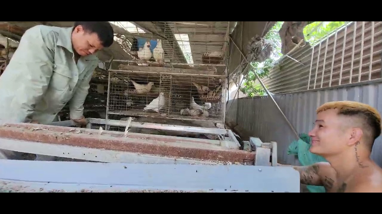 MÁY DỌN PHÂN CHIM BỒ CÂU