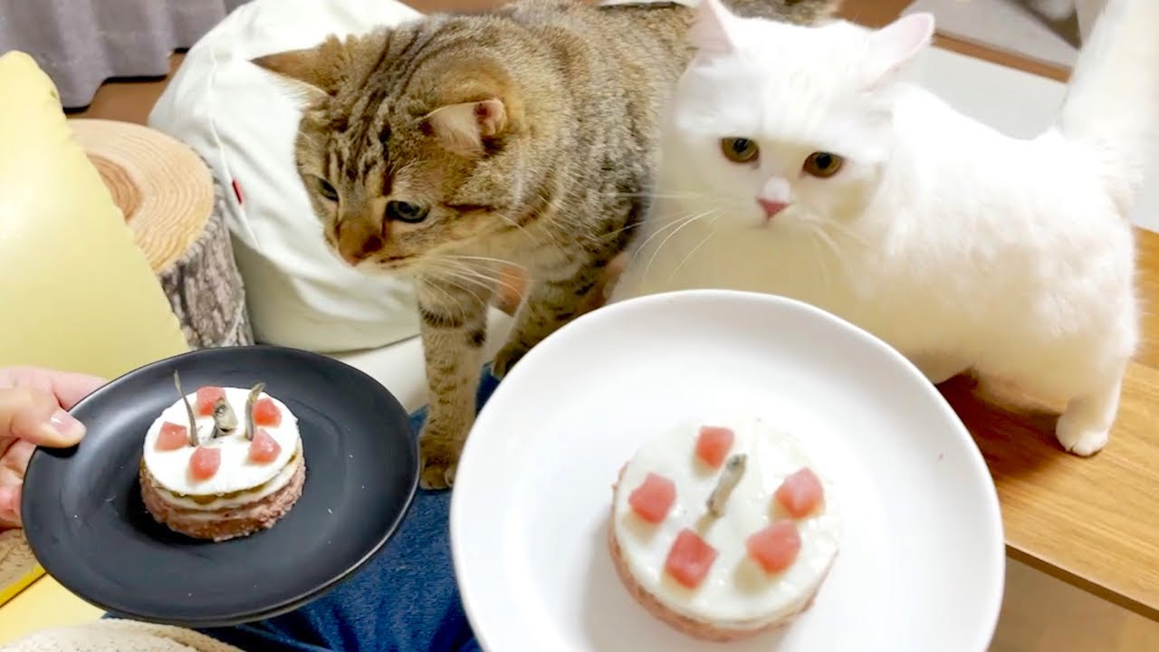 ポムさんに誕生日ケーキを作ったら一瞬で完食しちゃいました！