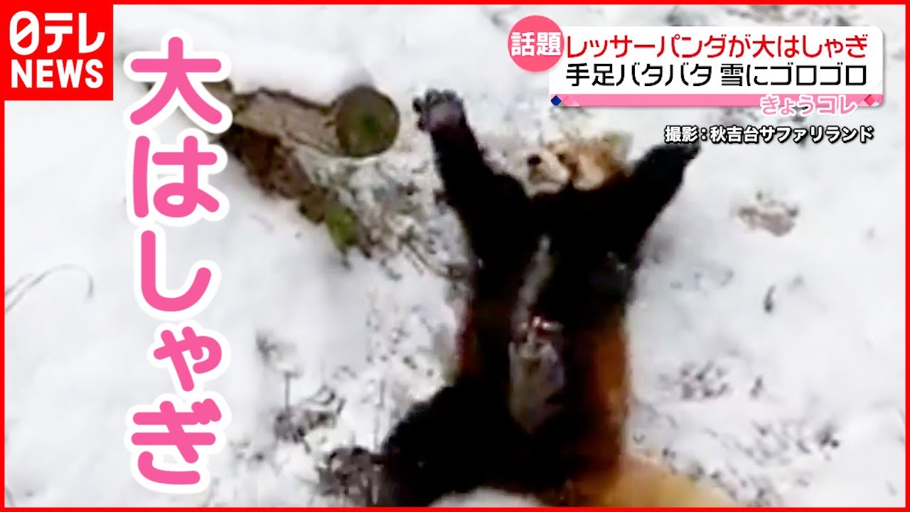 【レッサーパンダ】雪に大はしゃぎ  手足バタバタ 雪にゴロゴロ