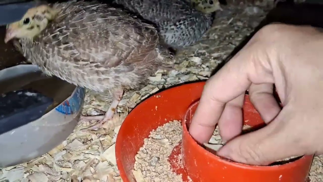 Calcium for Quails |I decided to add Quail Shell to their foods.