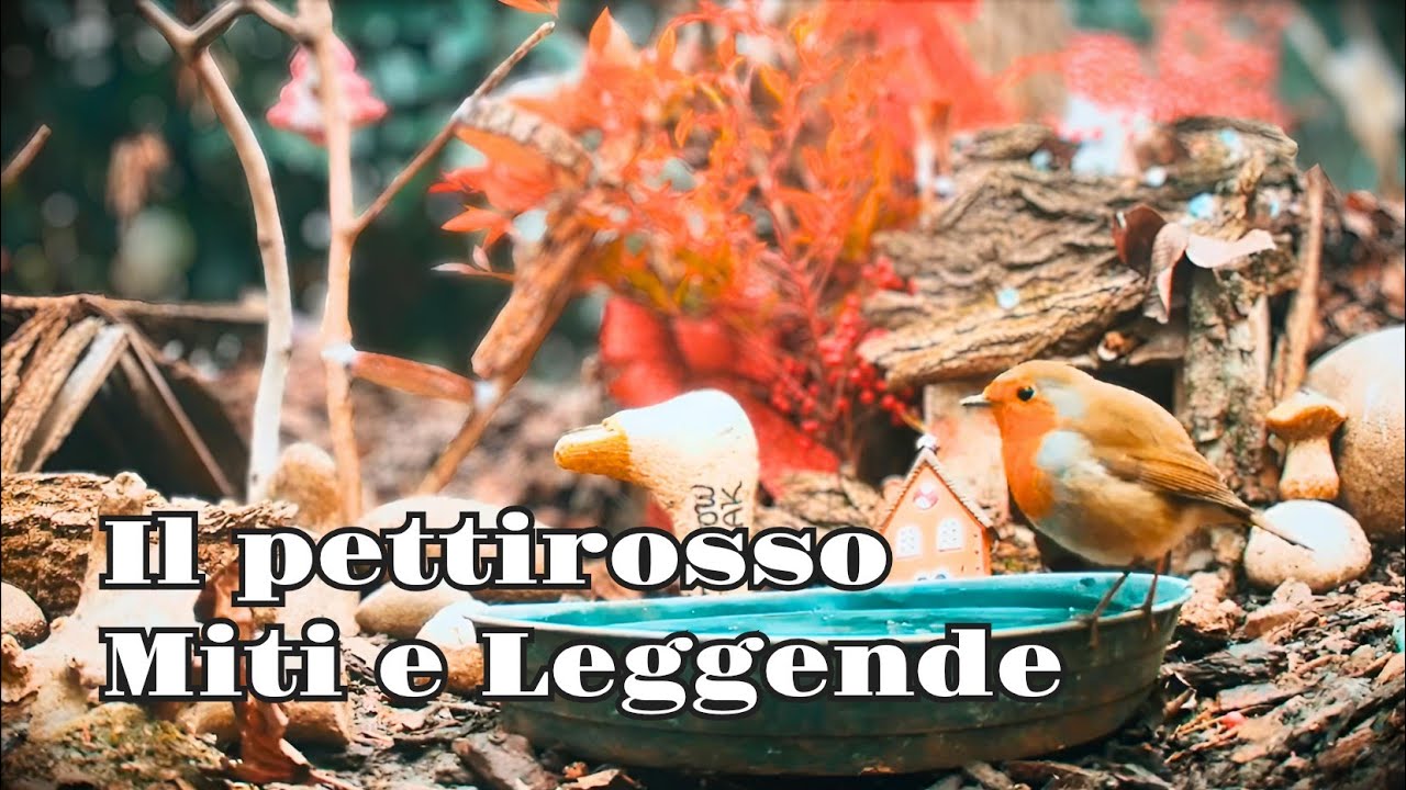 Il Pettirosso: Leggende Oscure e Misteri nel Folclore Europeo #pettirosso #simbologia
