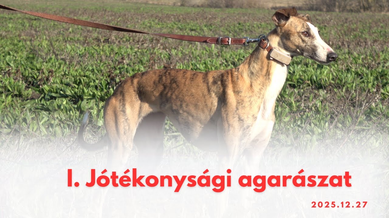 Agarászat - 1. Jótékonysági agarászat - Mezőgyán - Magyar agár