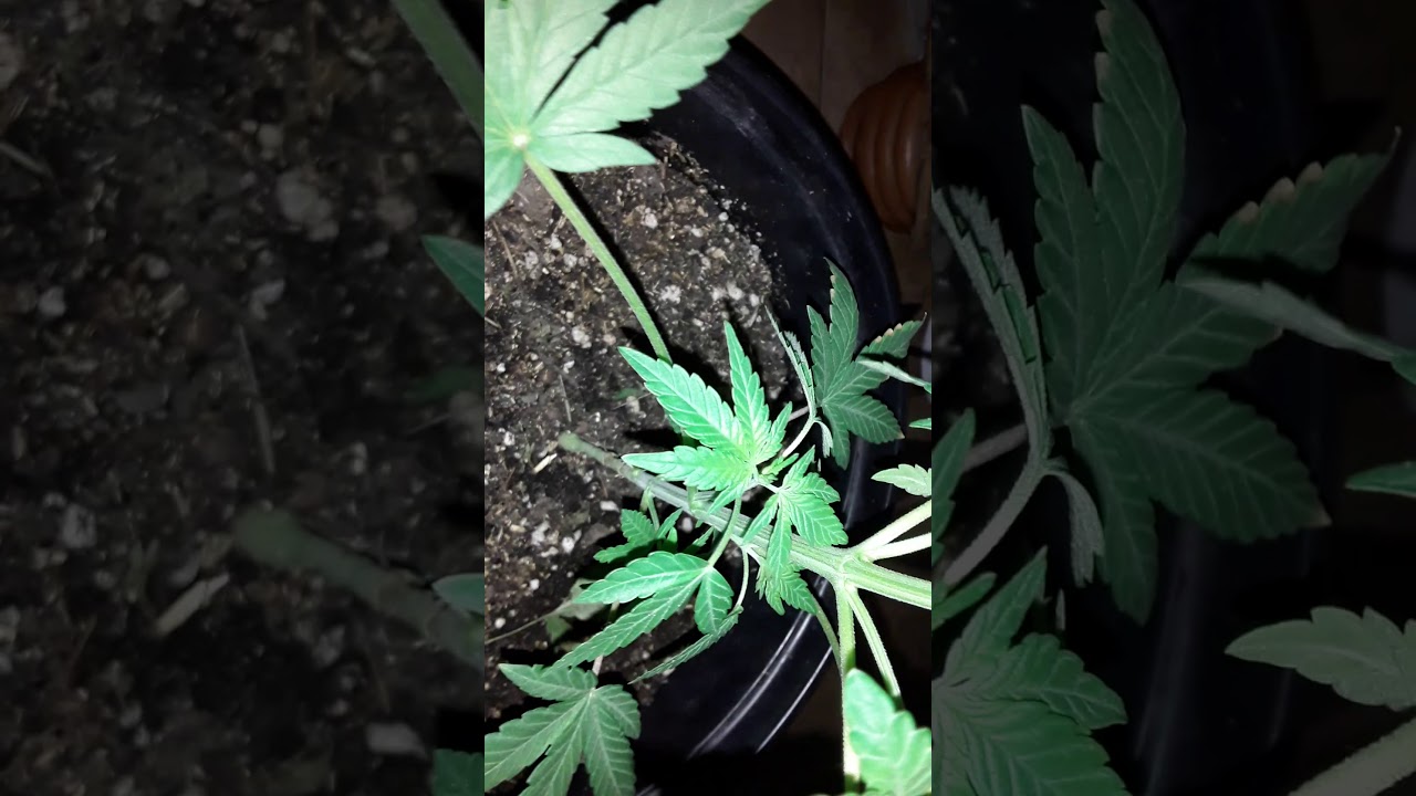 AZ.WEED.DARK.CHERRY.KUSH...THE BADDEST BITCH