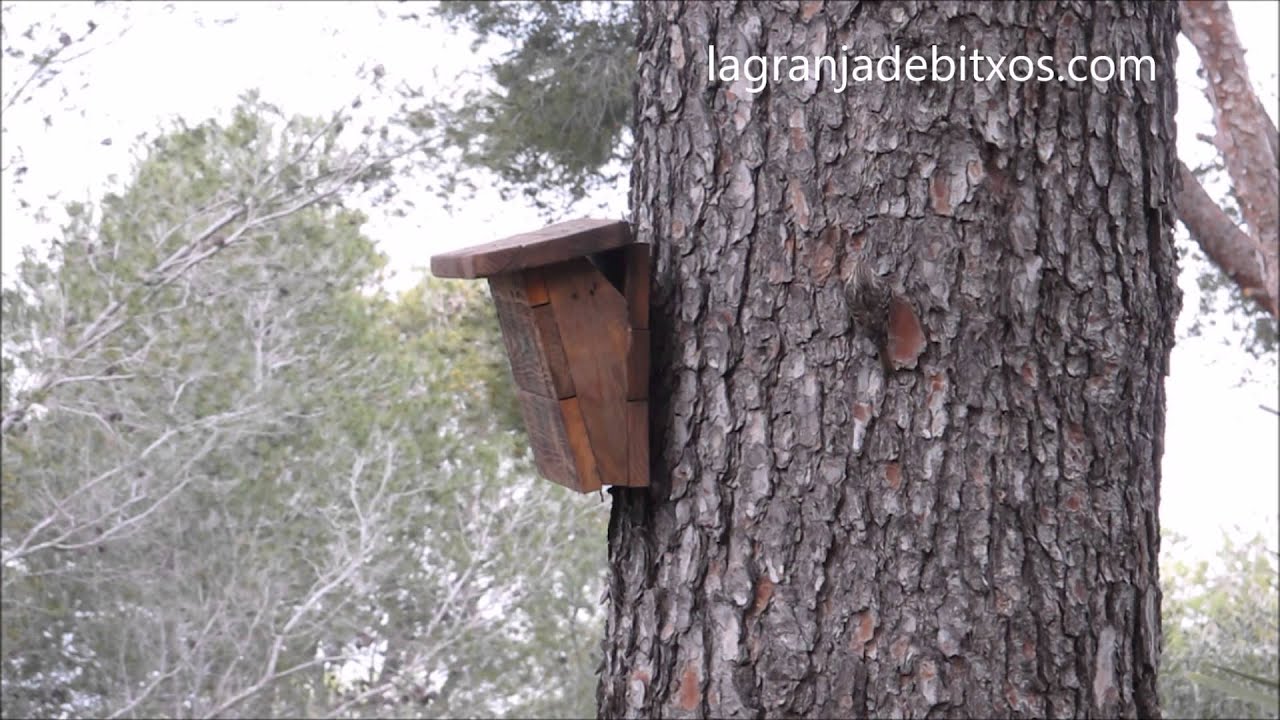 Agateadores comunes (Certhia brachydactyla) en caja nido.