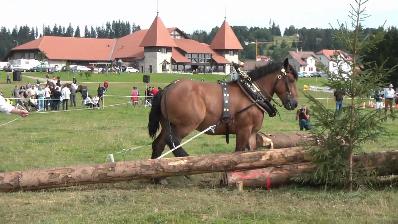 Debardage - Ardennais Belges