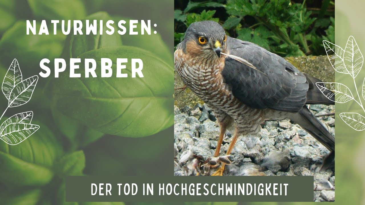 Naturwissen: Sperber - ein spektakul&auml;rer J&auml;ger