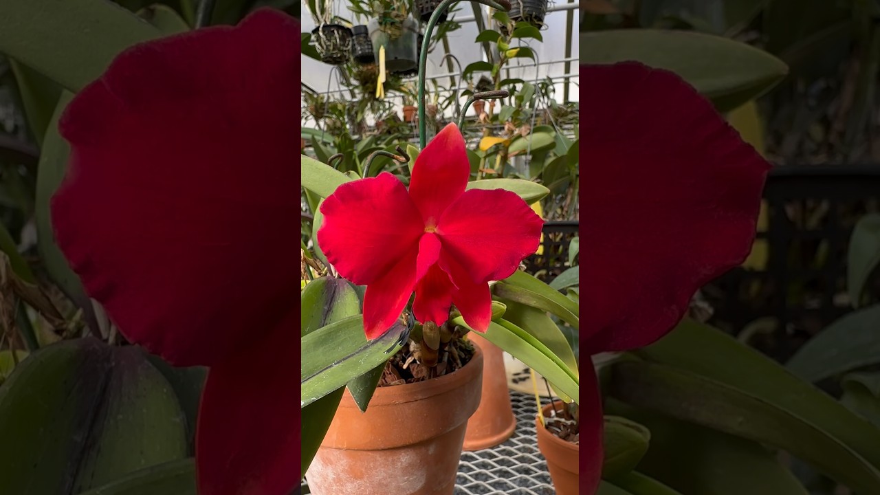 We love primary hybrids with Sophronitis #orchids! Check out this #plant & more in my newest tour!