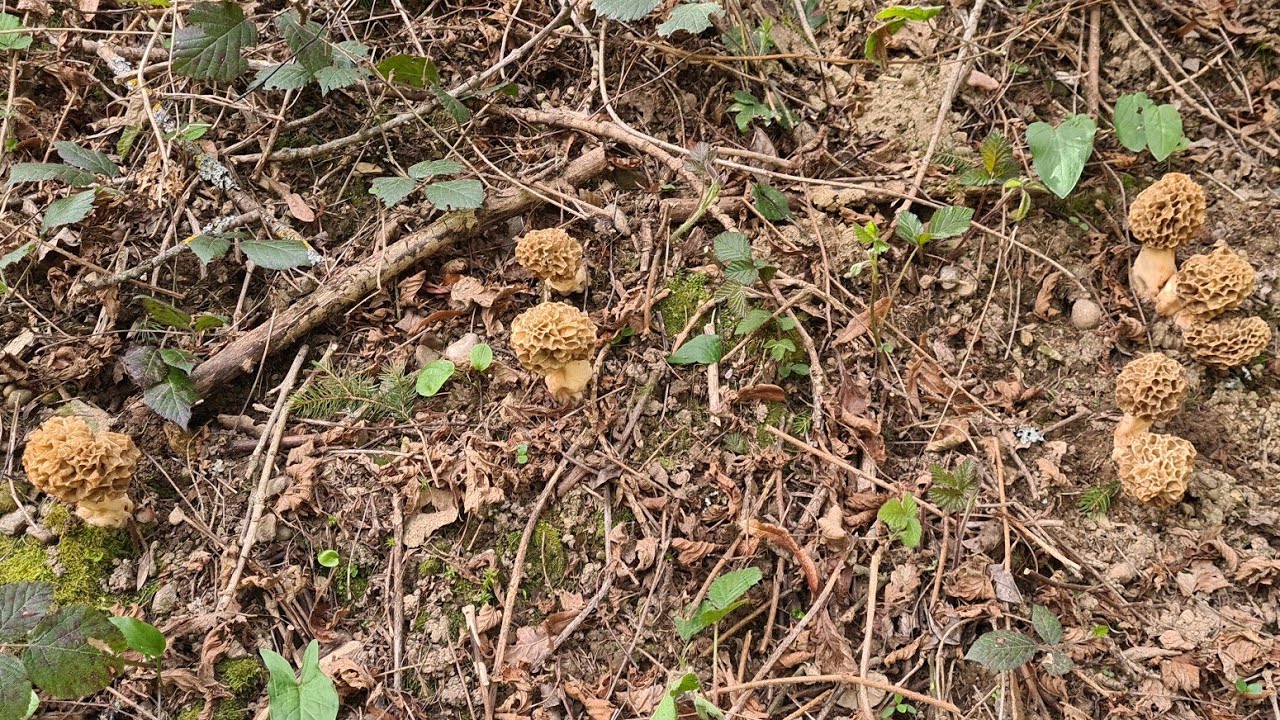 8 avril 2024 Ma plus belle sortie la saison , plus de 200 morilles à 800m d altitude  #morilles