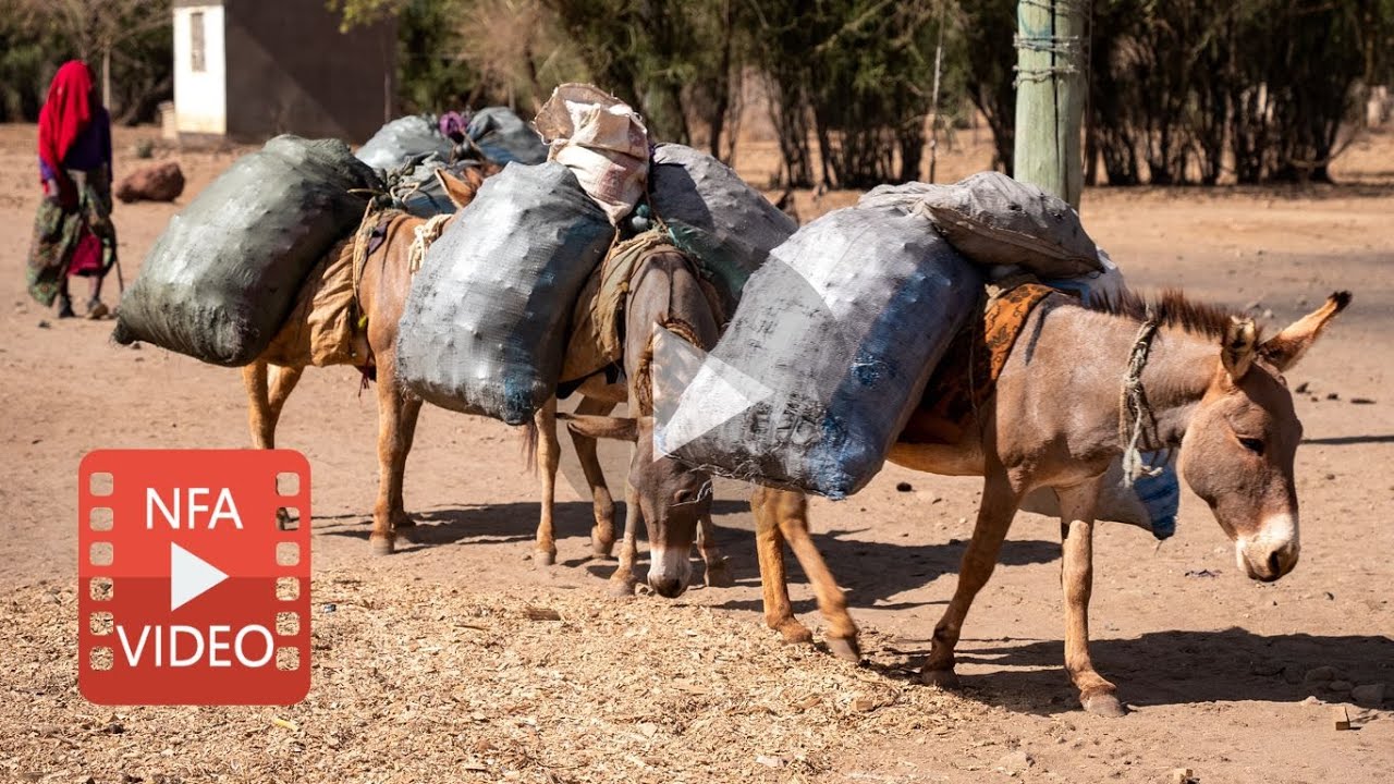 Poor donkeys are forced to carry massive loads (including water - but are NOT ALLOWED TO DRINK)!