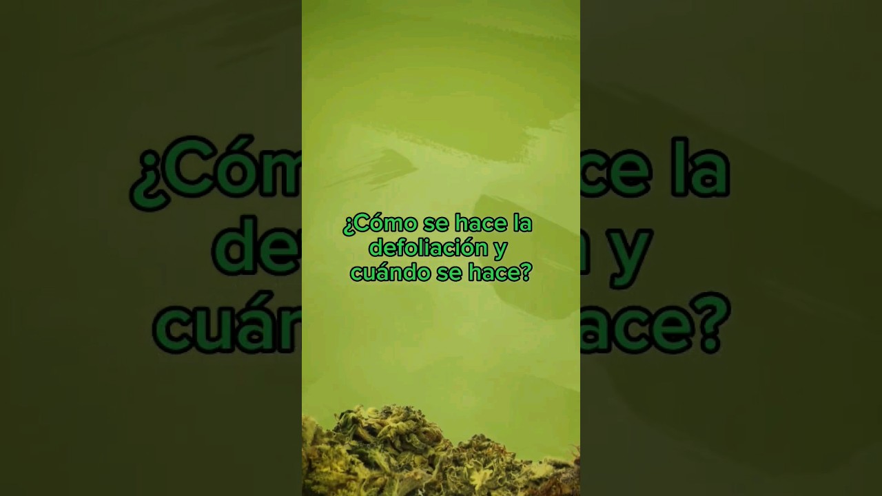 Aprende sobre la defoliaci&oacute;n. 💚 cu&aacute;ndo y c&oacute;mo se hace. 🌱 #shorts #defoliaci&oacute;n #cannabisdaily