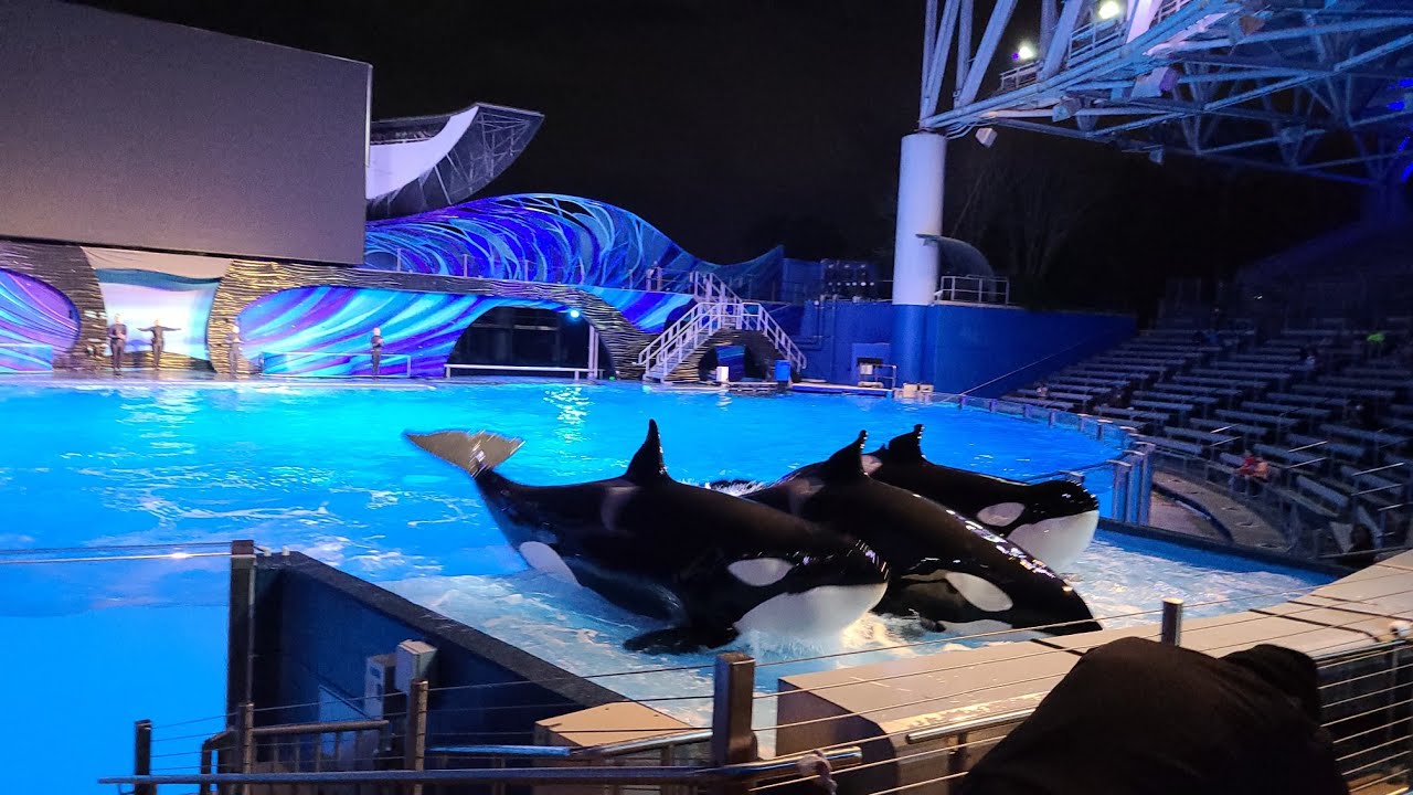 Orca Encounter (killer Whales show) at Sea World Orlando.