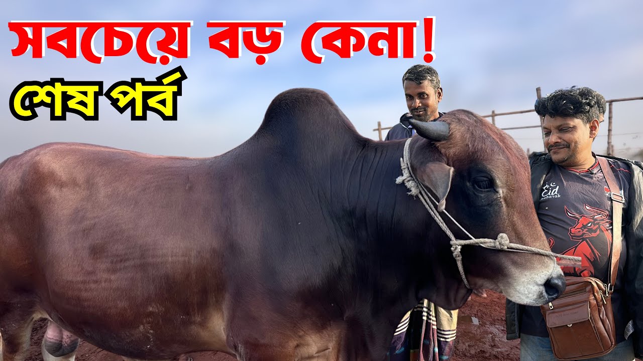৩ গরু একসাথে! 😱 | জোড়া গরু ৩,৬৫,০০০ + হাটের সবচেয়ে বড় গরু ২,৪৫,০০০ | Rajshahi City Haat | PART-3