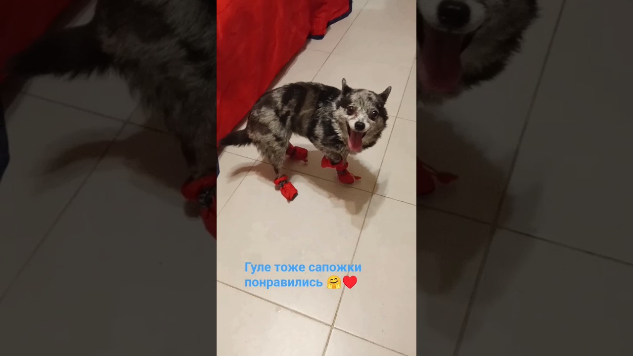 Кто больше в сапожках шагов сделает? Санни или Гуля? 🤔 Делайте ставки, господа 😄