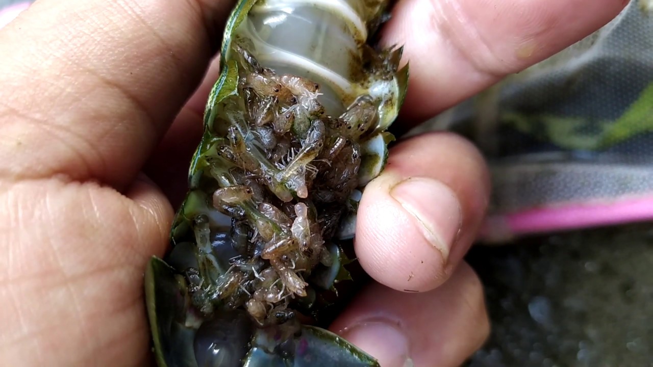 RED CLAW BREEDING PROCEDURE
