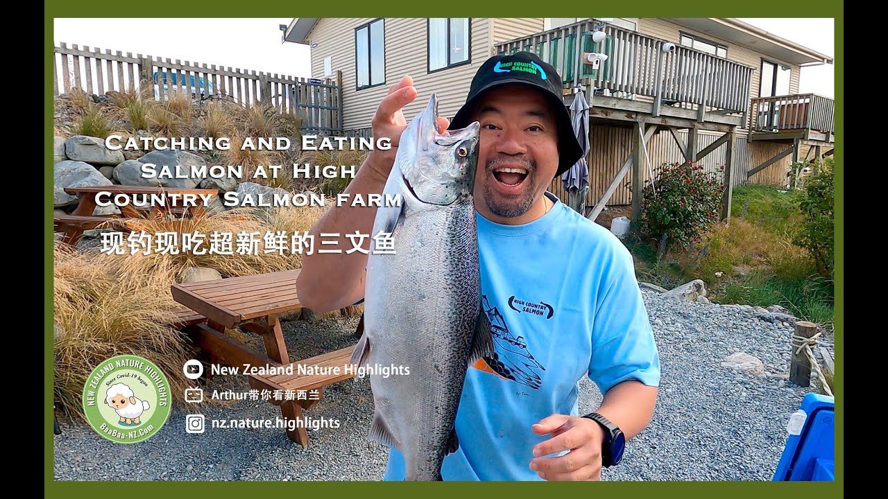 Catching and Eating Salmon at High Country Salmon farm