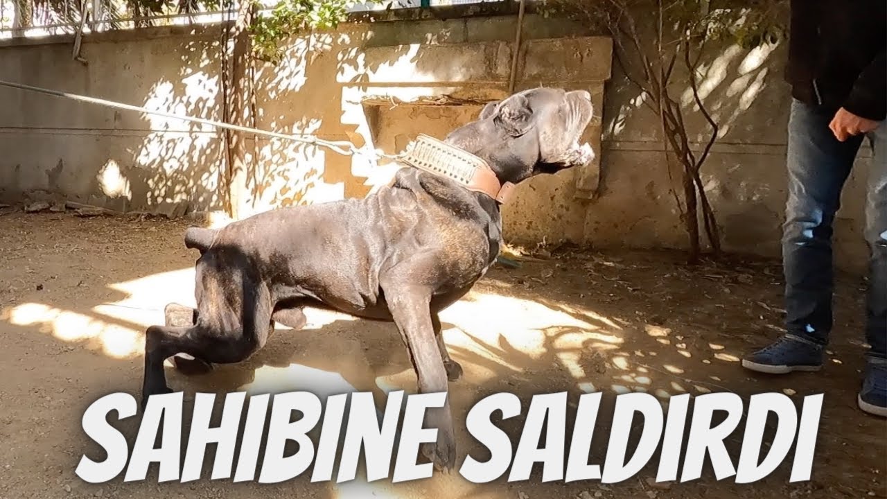 Cane Corso Sahibine Saldırdı
