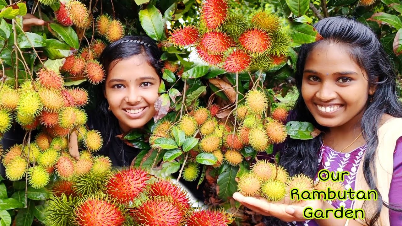 ഏറ്റവും വലിയ Rambutan Fruits തോട്ടം ഇനി ഞങ്ങൾക്ക് സ്വന്തം | it's Rumbutan time |