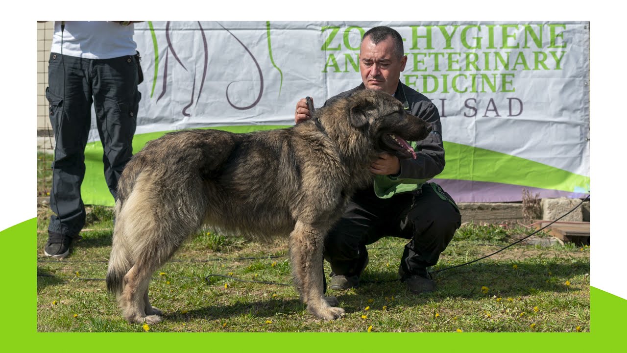 Izložba pasa u Prihvatilištu novosadske Zoohigijene povodom Svetskog dana napuštenih životinja