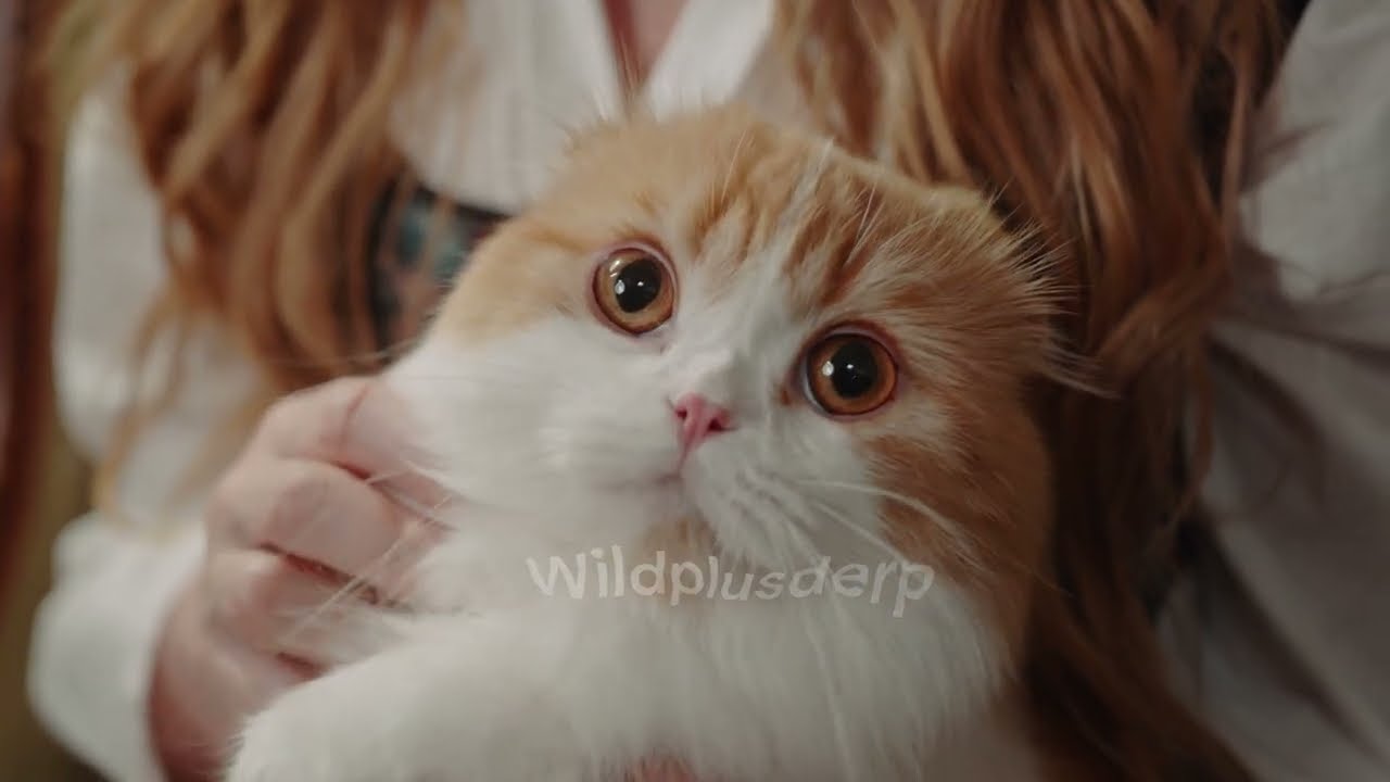Top Intelligent Cat Breeds and How to Stimulate Their Minds